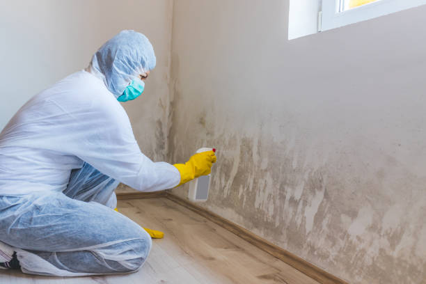 Licensed Black Mold Removal service in Washington, NJ - WQB Mold Removal