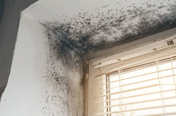 Affordable Black Mold Removal solutions in Washington, NJ